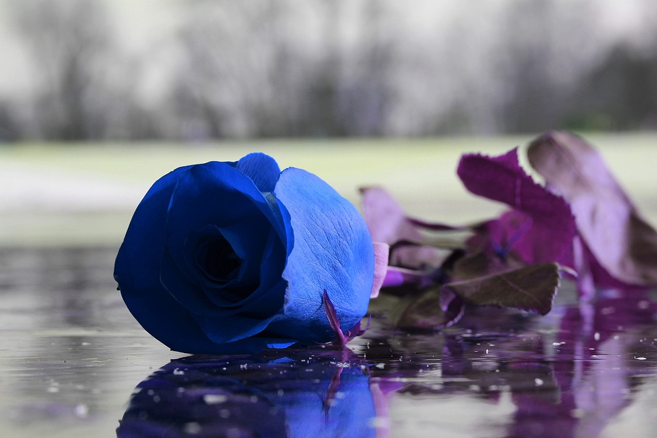 Что символизирует синяя роза на языке цветов