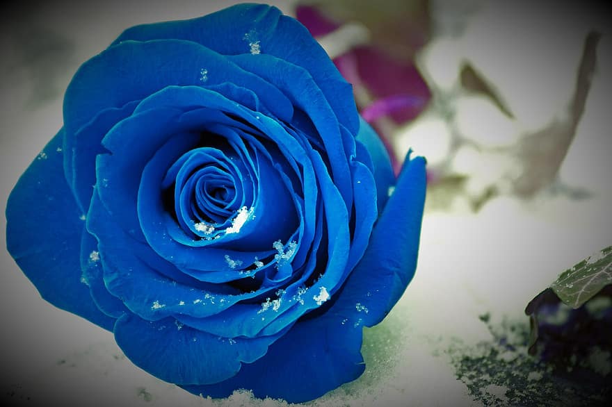 Значение и происхождение синих роз