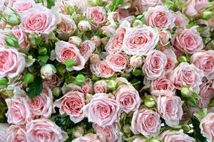 Кустовые розы в Хабаровске