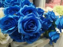 Синие розы в Хабаровске